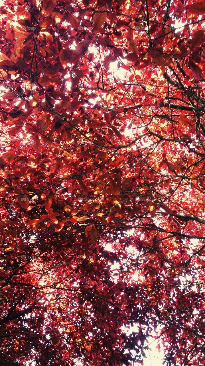Red Leaf Sky