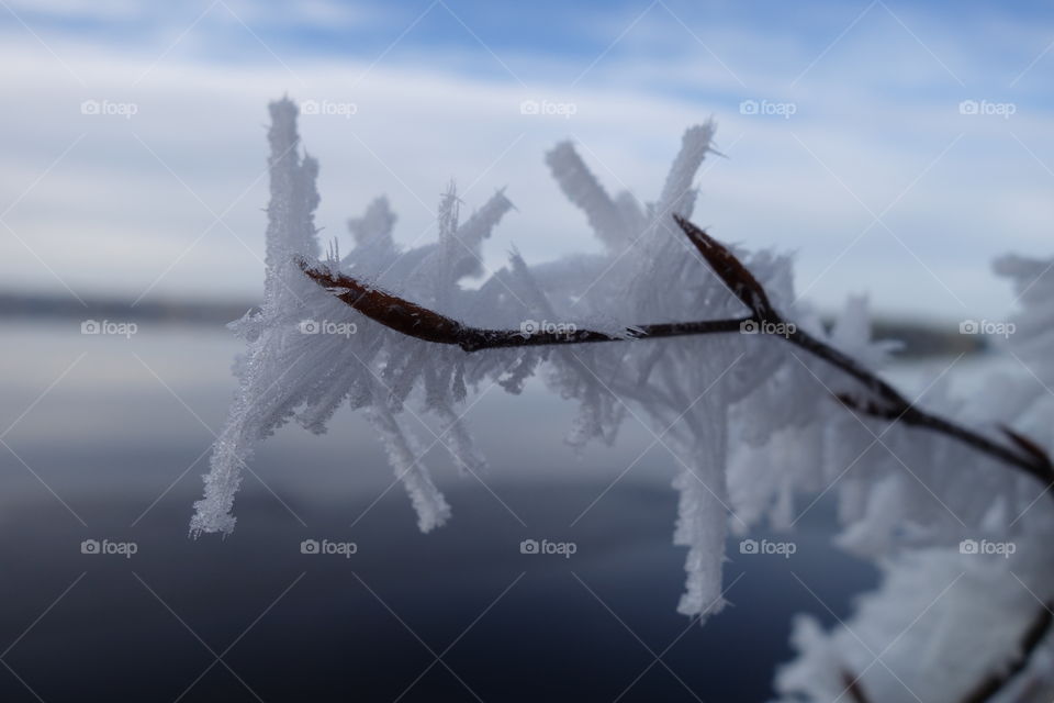 Frozen snowflakes on twigs
