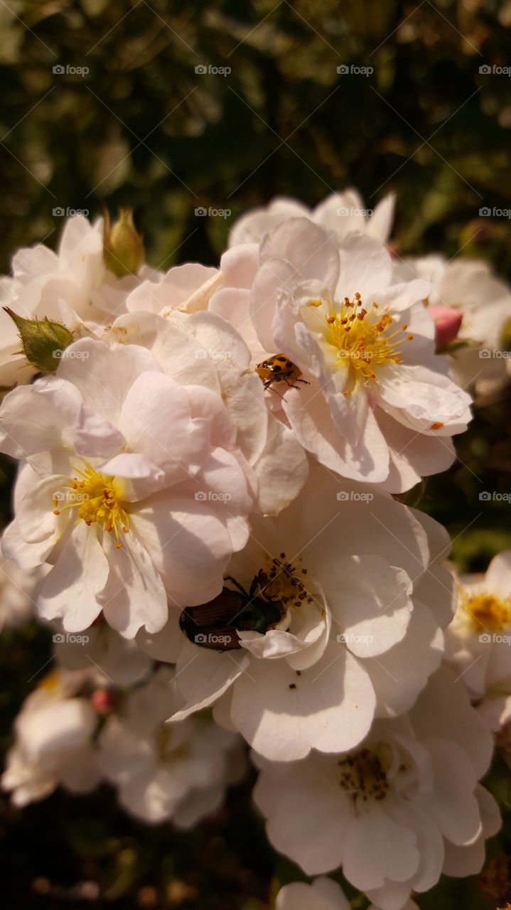 flowers