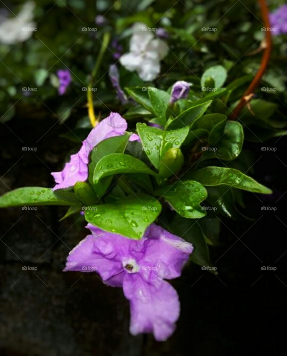 flowers 💐 _____Purple