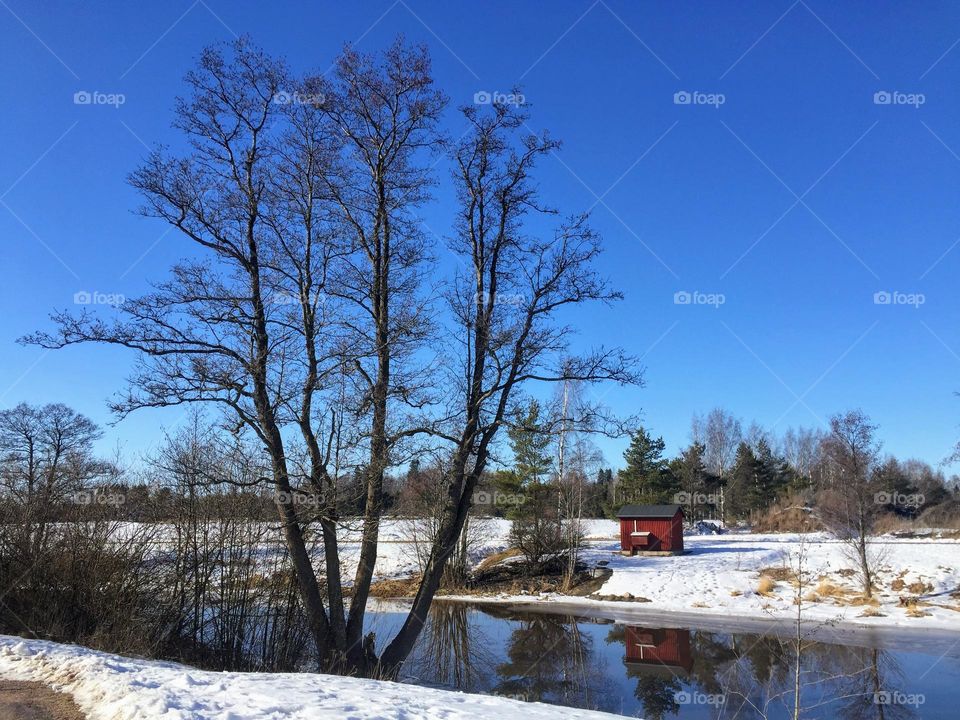 Springtime, sunny day landscape view over the river with big bare tree, little red barn and reflection in the mirror smooth water surface 