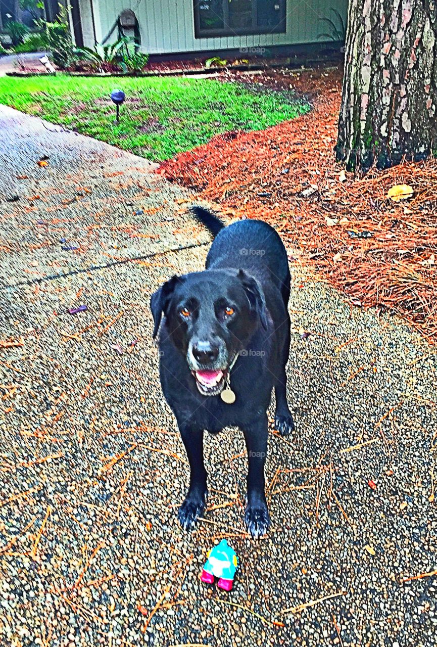 Black Labrador Retriever 