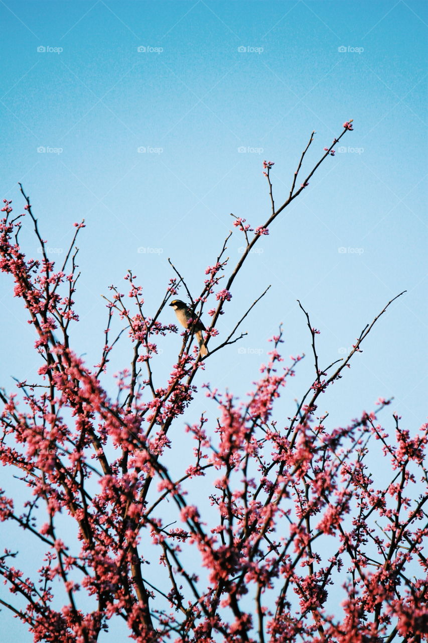 little bird in the blossom tree
