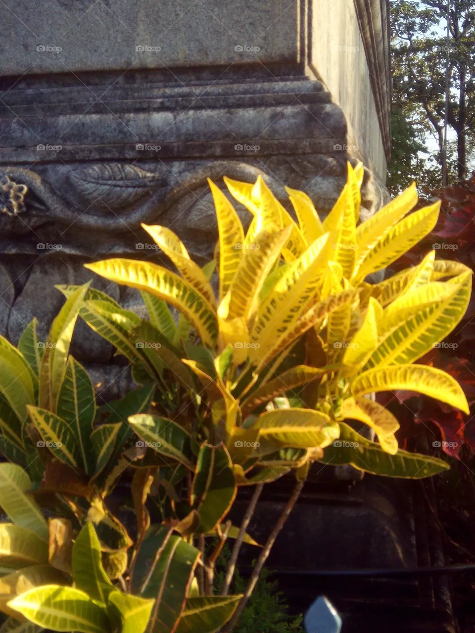 yellow