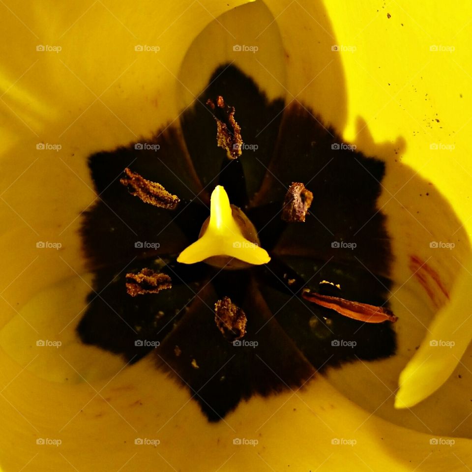 Yellow Tulip