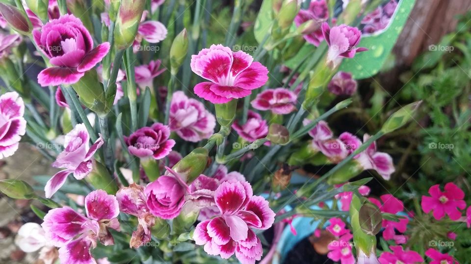 pink flowers in the garden