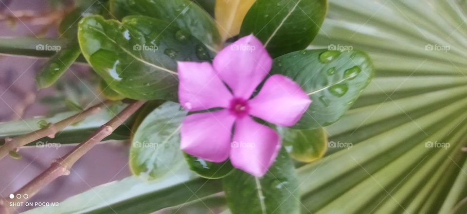 Beautiful leaves and flower