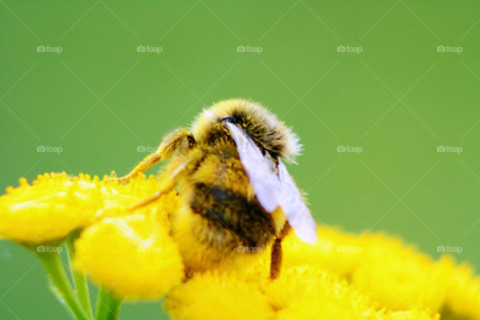 Bumblebee