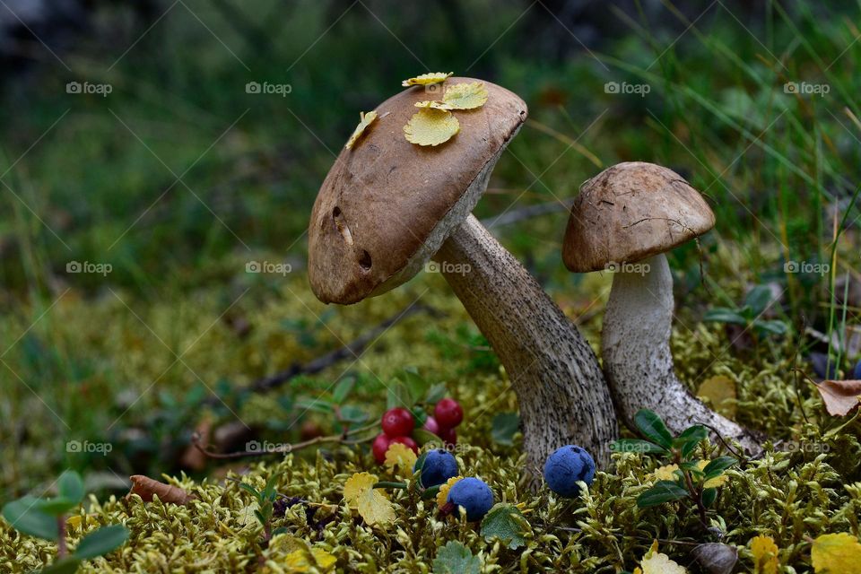 mushoom mushrooming macro