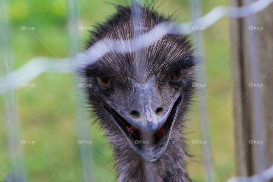  Summer memories: This Emu was caged for a reason. He was giving us the evil eye & we were told he’d bite if you put your fingers too close.  My daughter called them devil-birds! They definitely reminded me of certain movie-famous velociraptors! 🦖