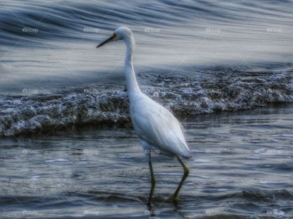 Egret. Santos, Brazil.