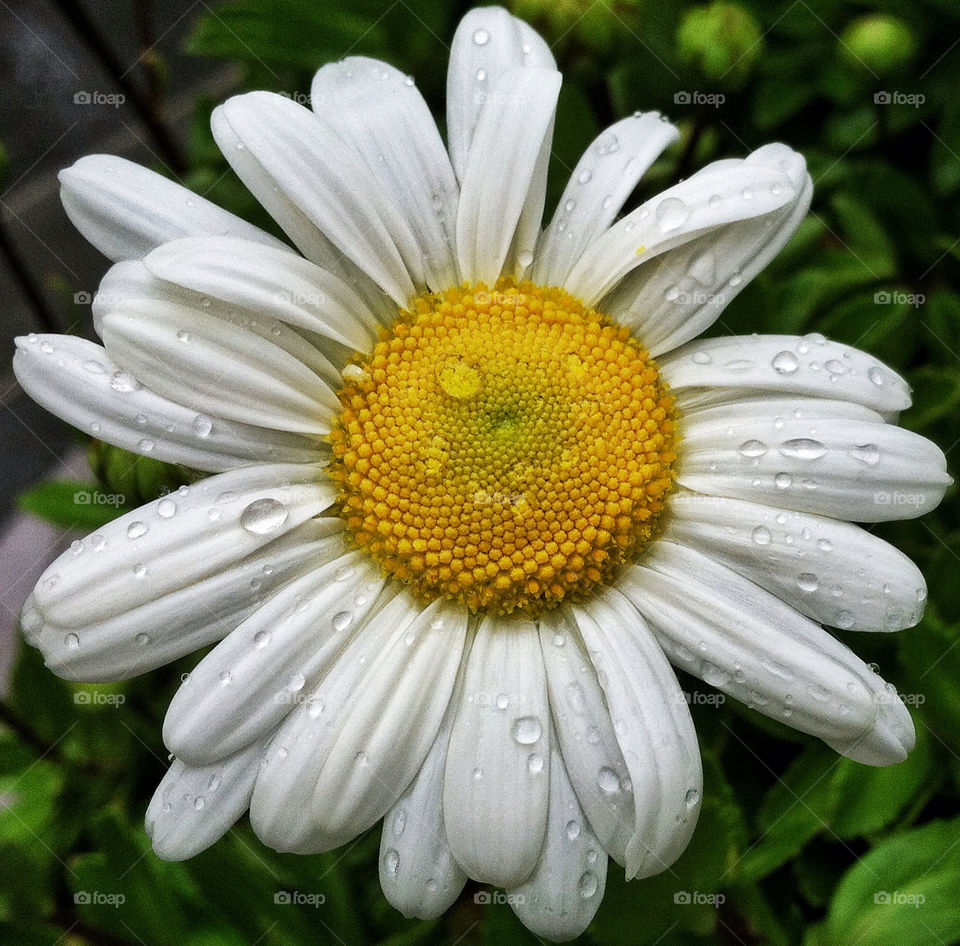 flower water drops daisy by delvec