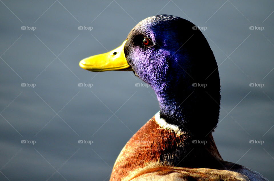 Duck