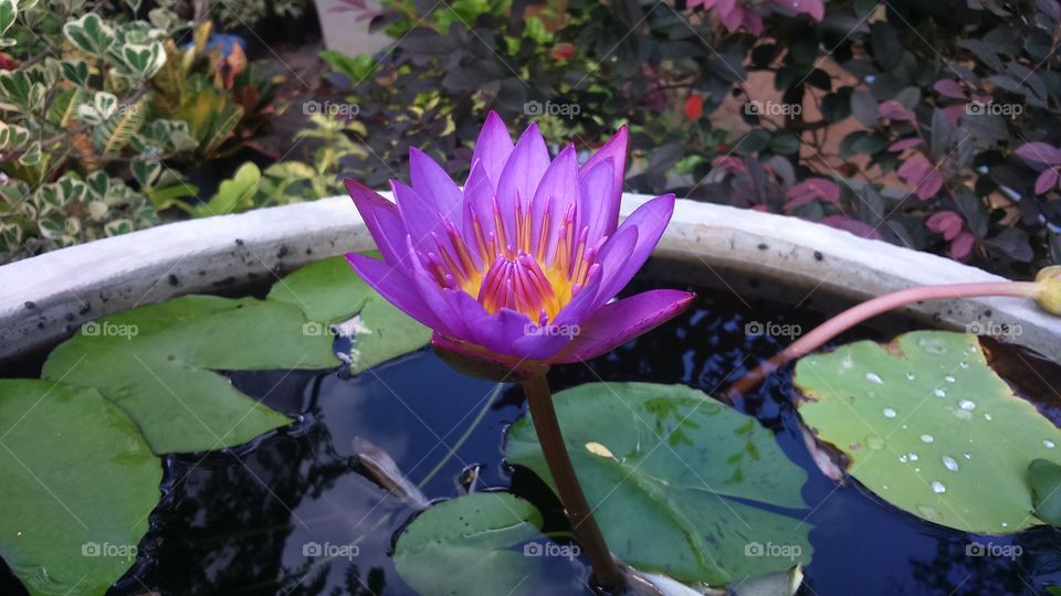 lotus is most beautiful flower...