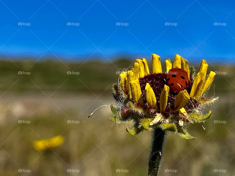 Foap Mission Focus! Macro Close Shot Lady Bug On A Sunflower With Blurred Background!