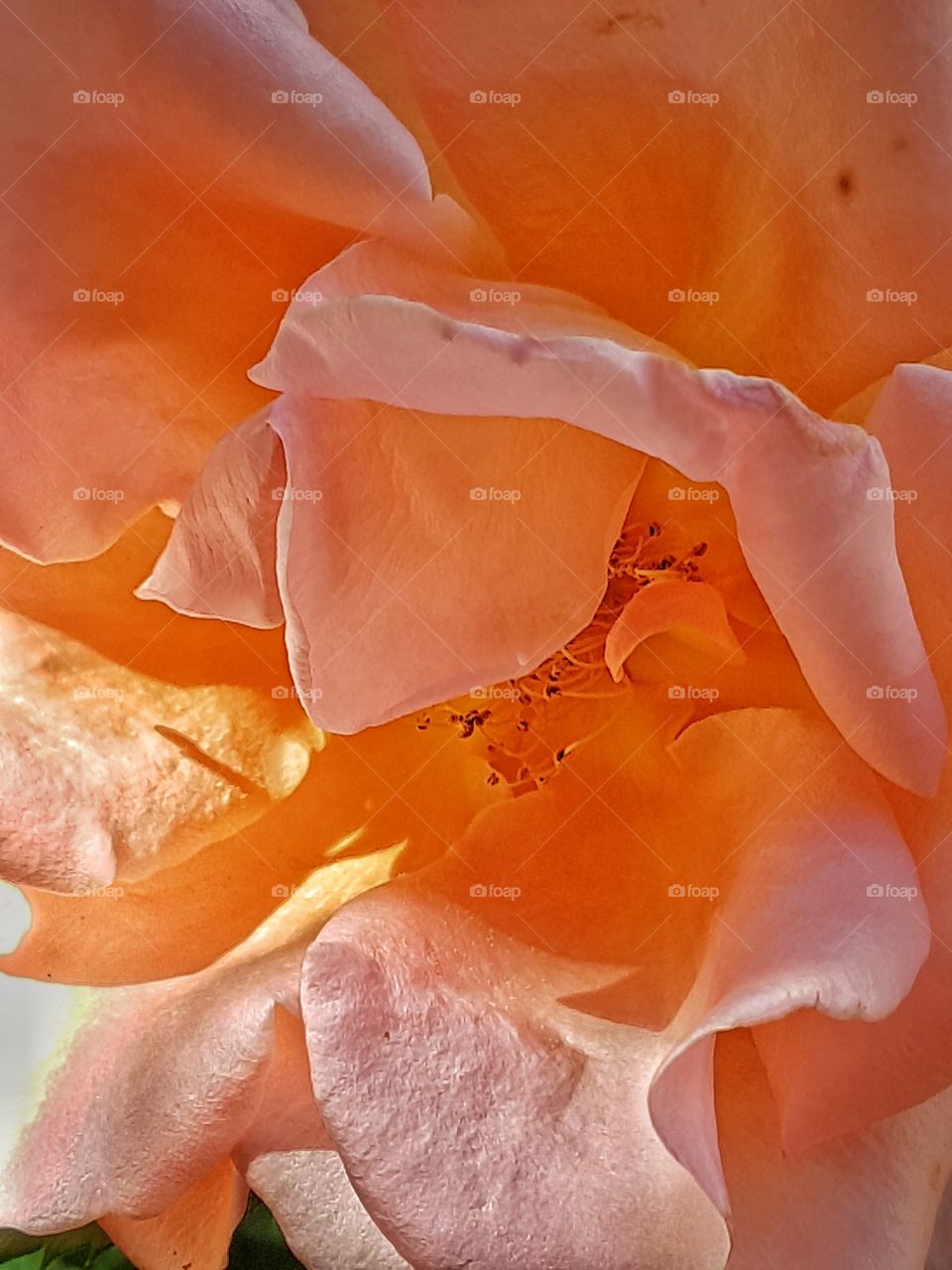 Peachy Rose