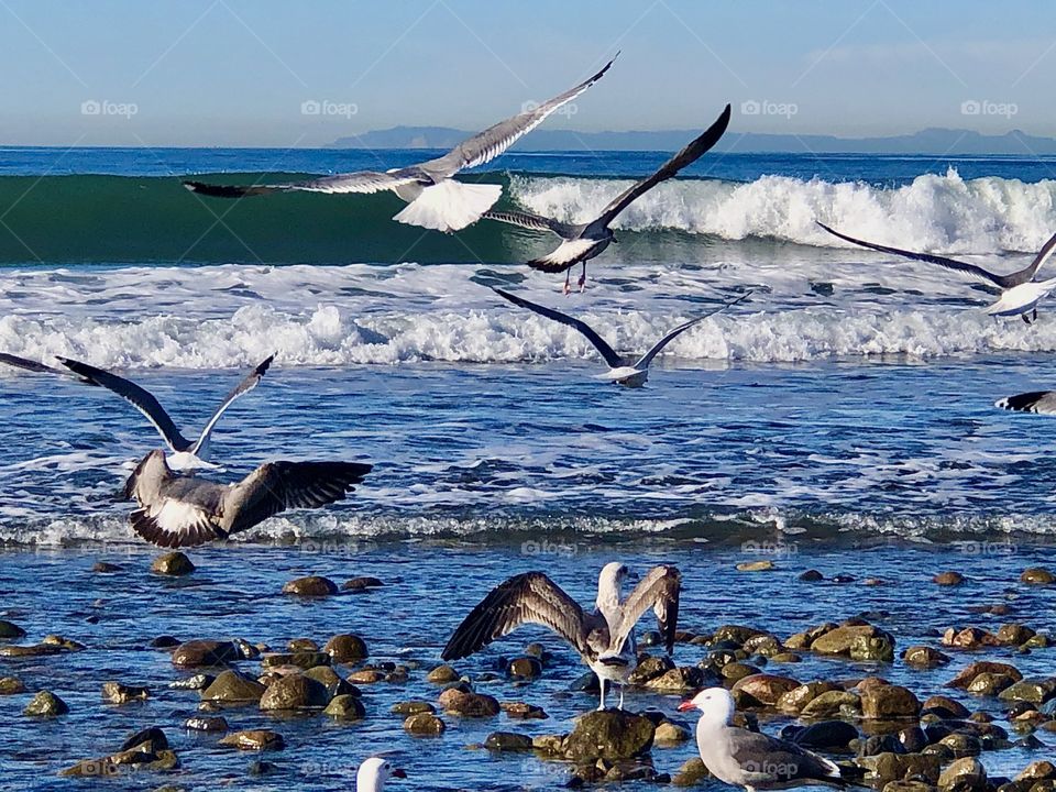 Foap Mission Dramatic Waterscapes! Seagulls in Flight Over Breaking Waves With Catalina Island in Background!