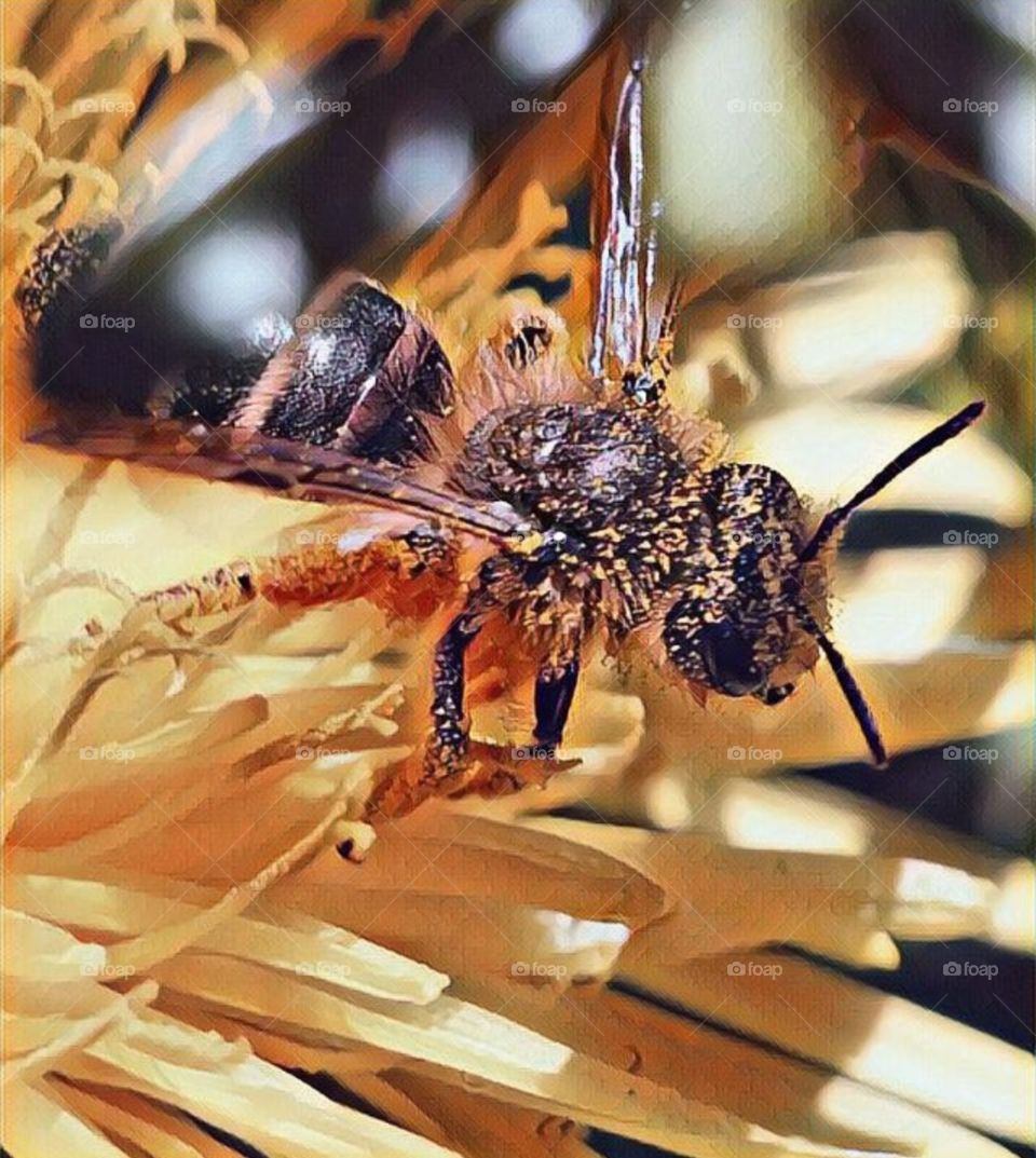 Biene mit Blütenstaub