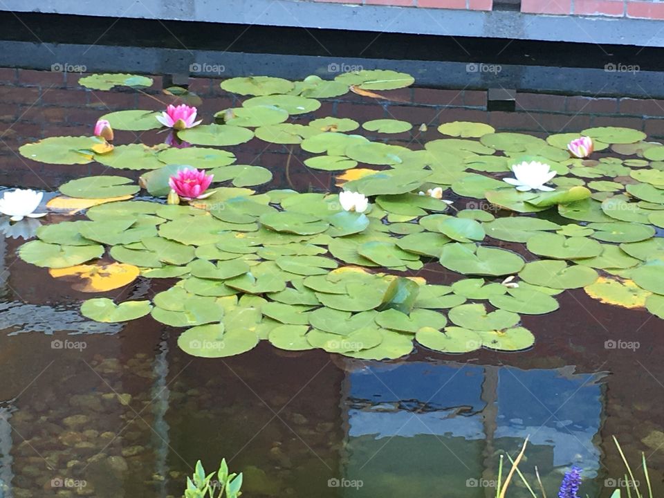 Lotuses 