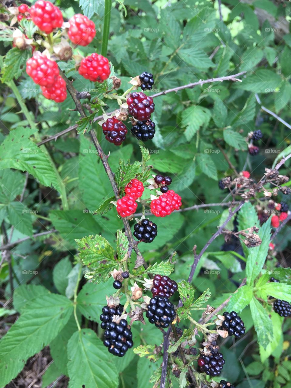 Blackberries