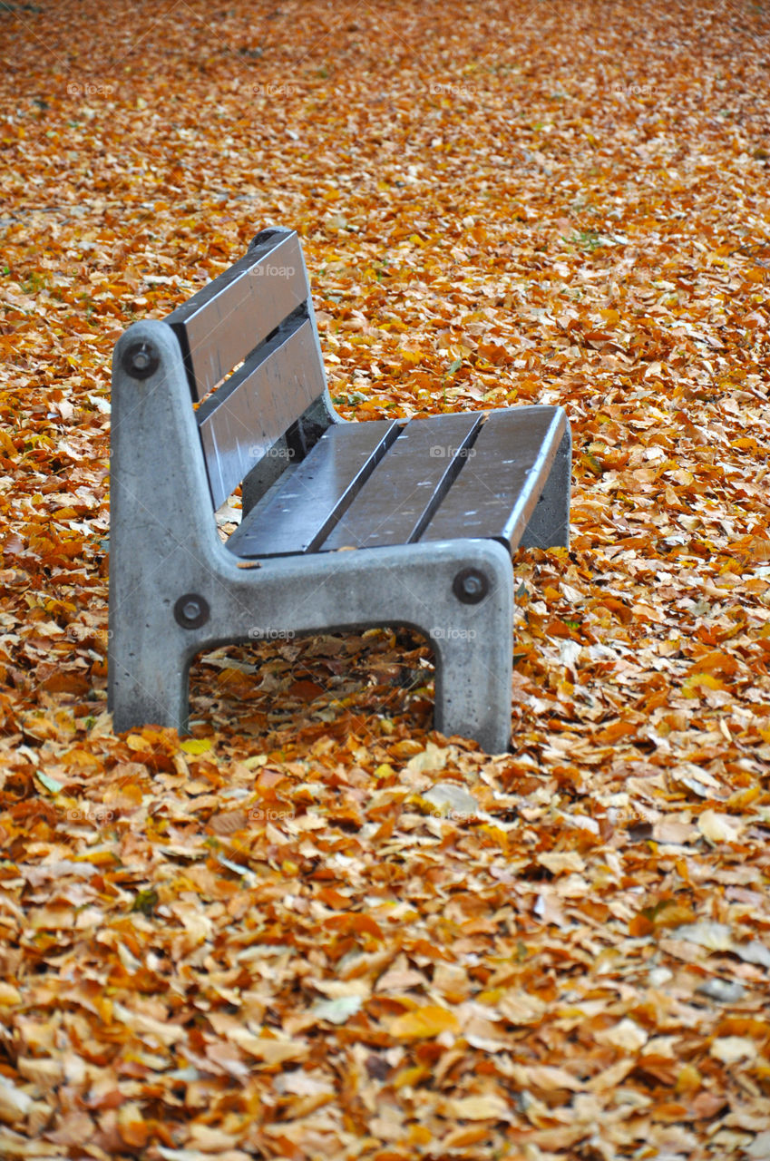 Bench in the autumn leaves
