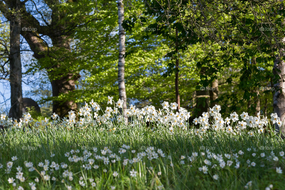 Sun shining on wild white poet’s daffodil flowers growing in the woods 