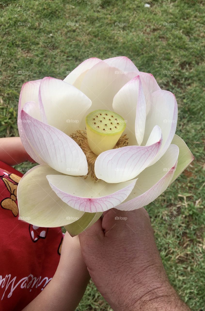 The water lily flower, a plant typically from the Brazilian Amazon and very unusual. / A flor da vitória-régia, uma planta tipicamente da Amazônia Brasileira e muito incomum. 