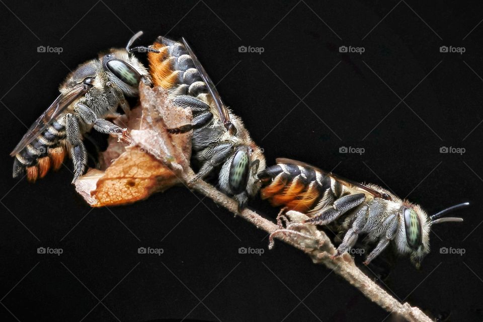 a group of leaf cutter bee