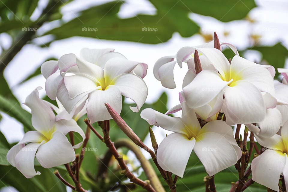 Soft pink flowers or Plumeria obtusa in garden.