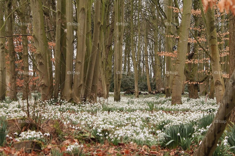 Spring Snowdrops. Forest of spring snowdrops