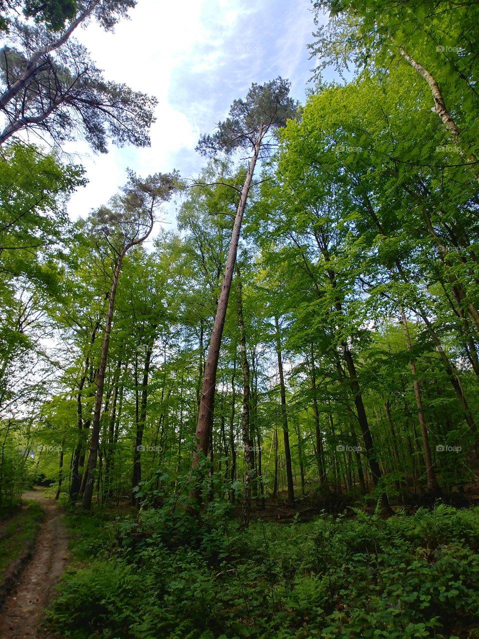 wald Bäume grün frühling weg wandern spazieren