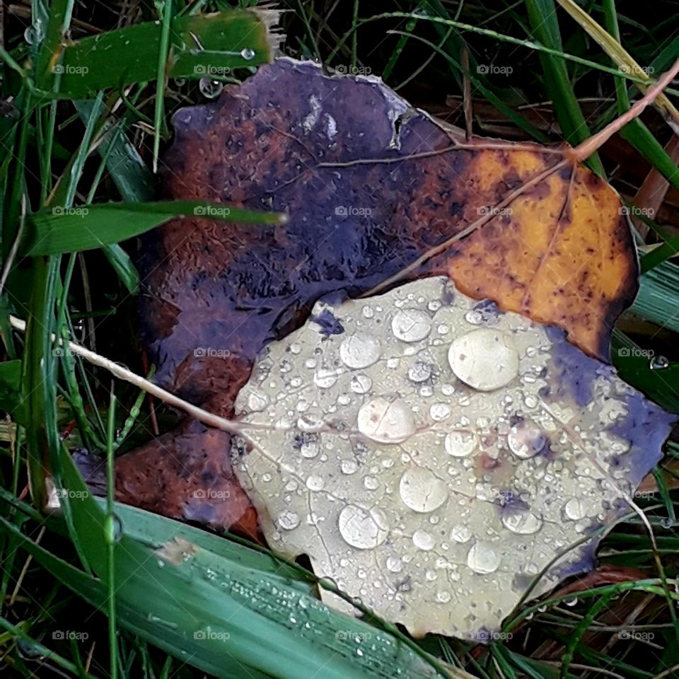 misty  autumn  morning with dew condensing on fallen leaves