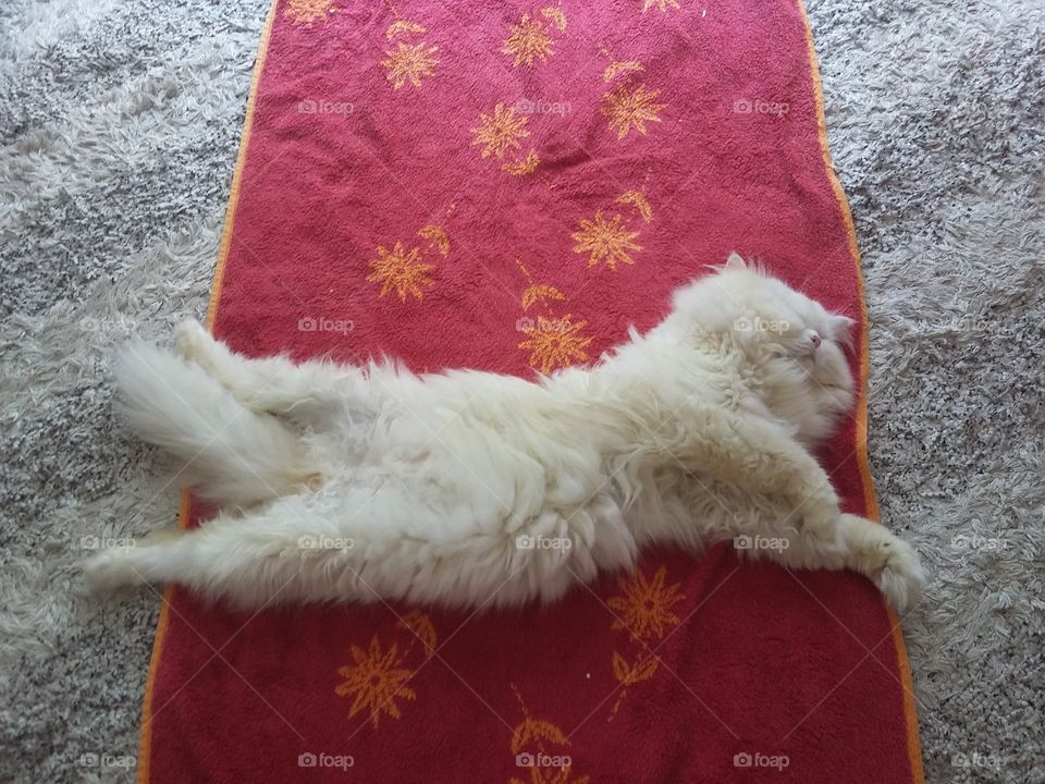 White cat stretched out on the floor