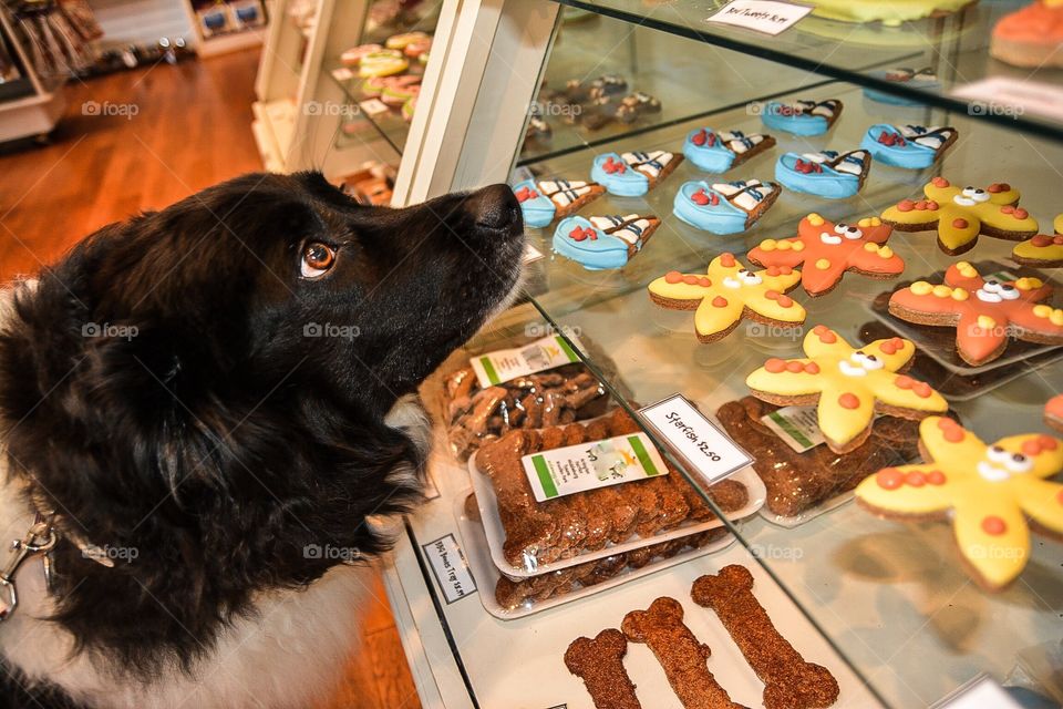 Dog choosing own cookie