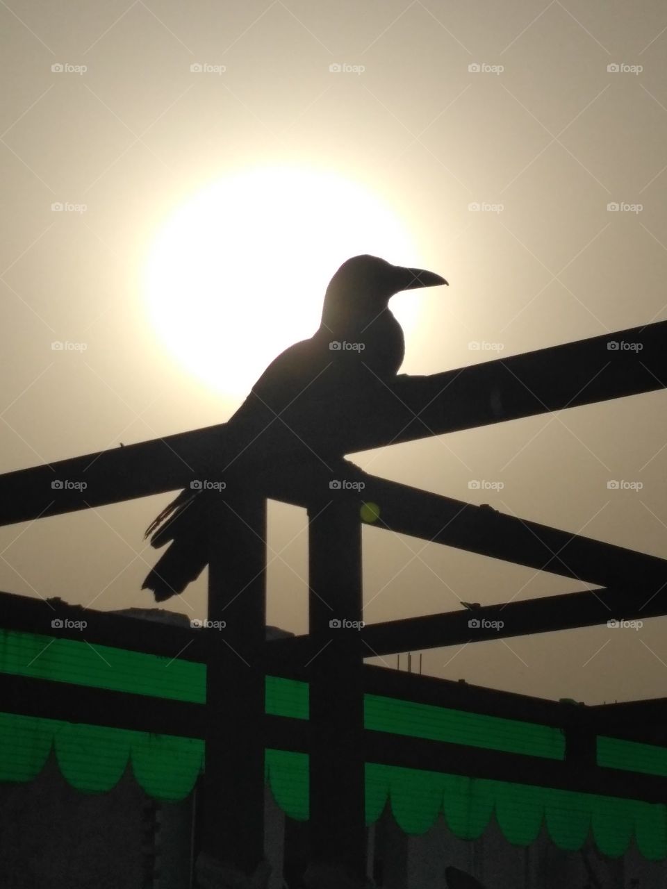 Crow in Sun light
