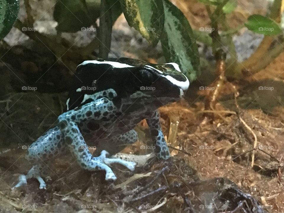 Central American frog