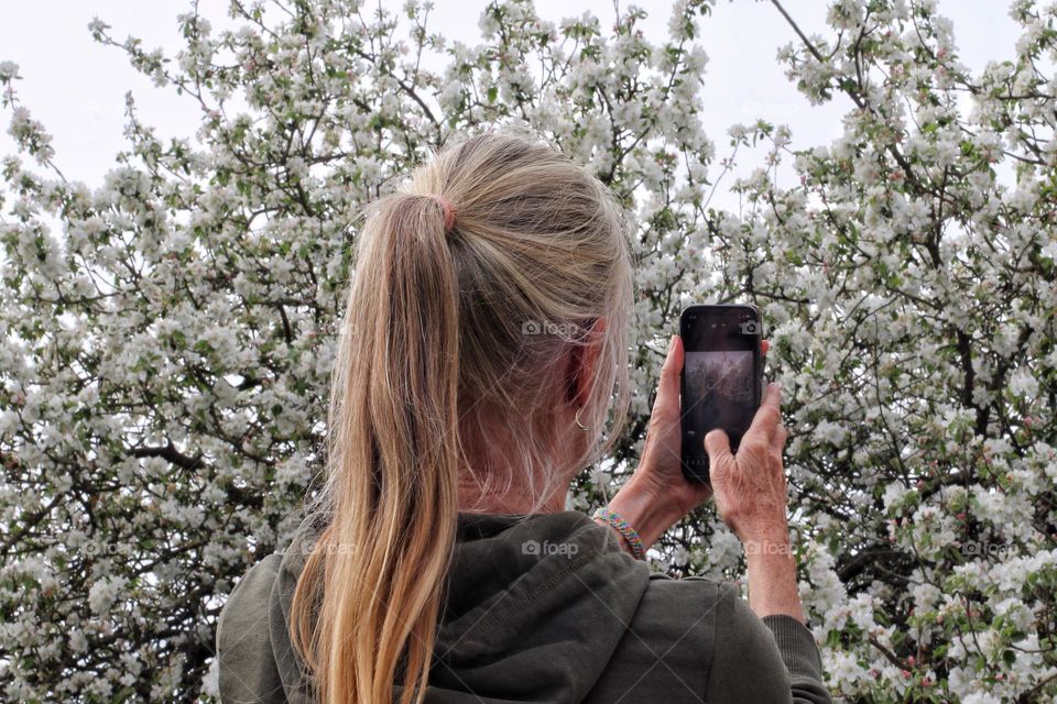 Rear view of a blonde woman with ponytail filming a white blossoming apple tree with her mobile phone