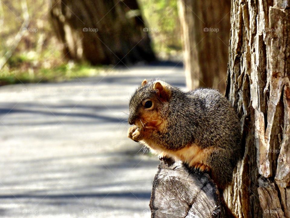 Cute squirrel hanging out on a tree in the park. 