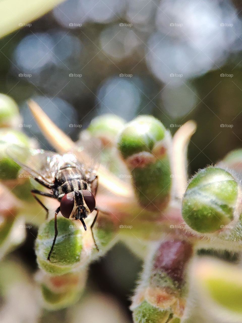 Housefly on a bottlebrush tree