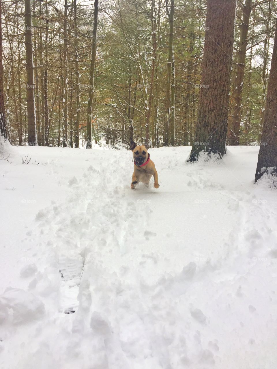 Dog in the snow 2
