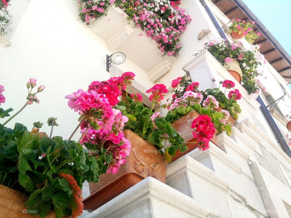 Beautiful balcony flowers