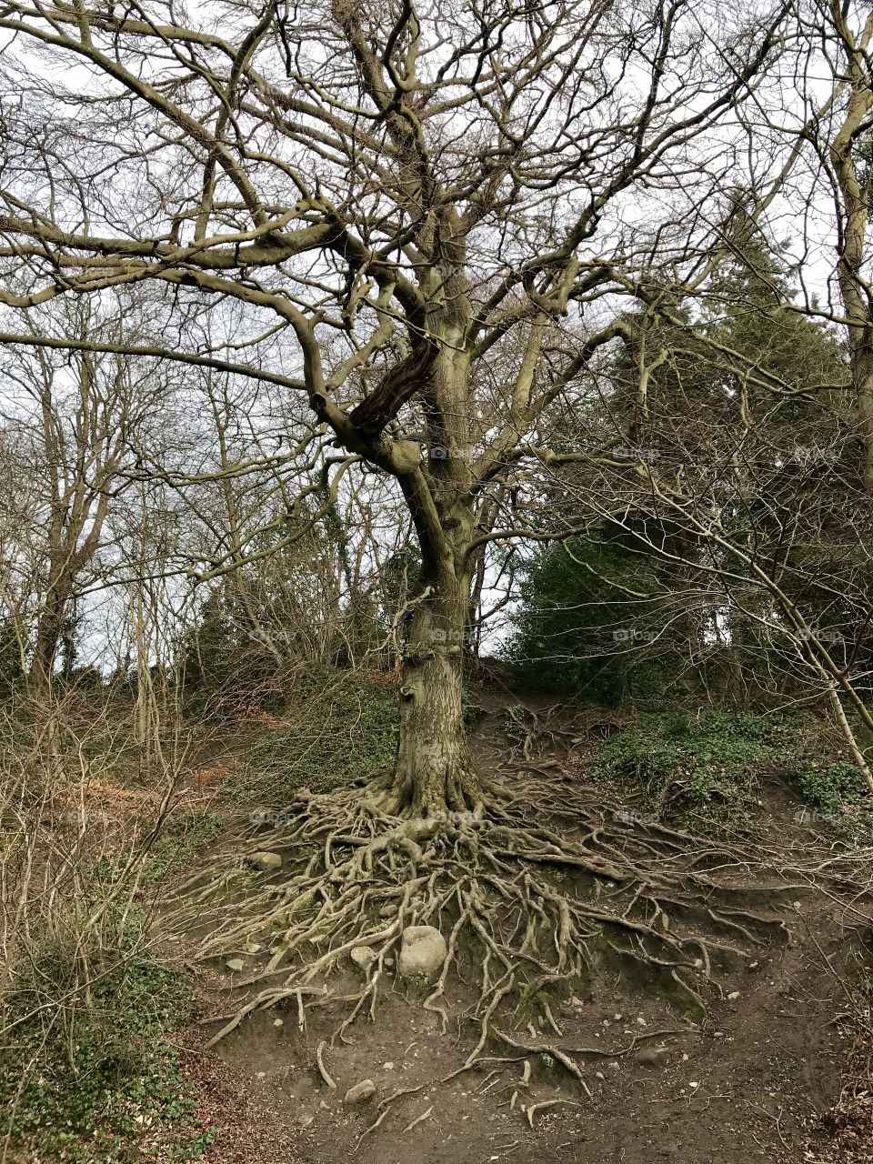Amazing tree roots near Edinburgh, Scotland