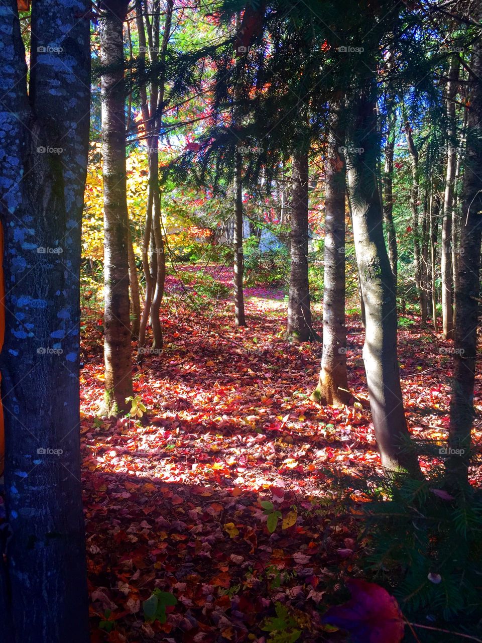 Color in the forest 🍁🍂