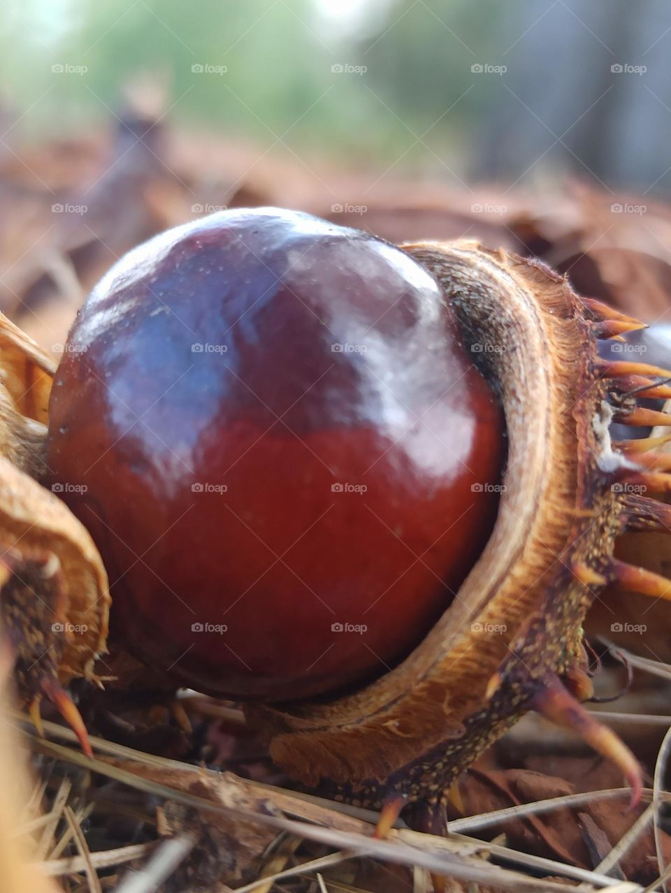 chestnuts, autumn still life, autumn time, fruits of nature, nature, autumn, autumn day