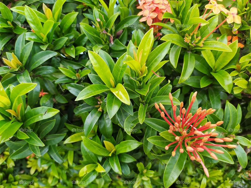 Saraca asoca or asoca flowers, beautiful ornamental flowers