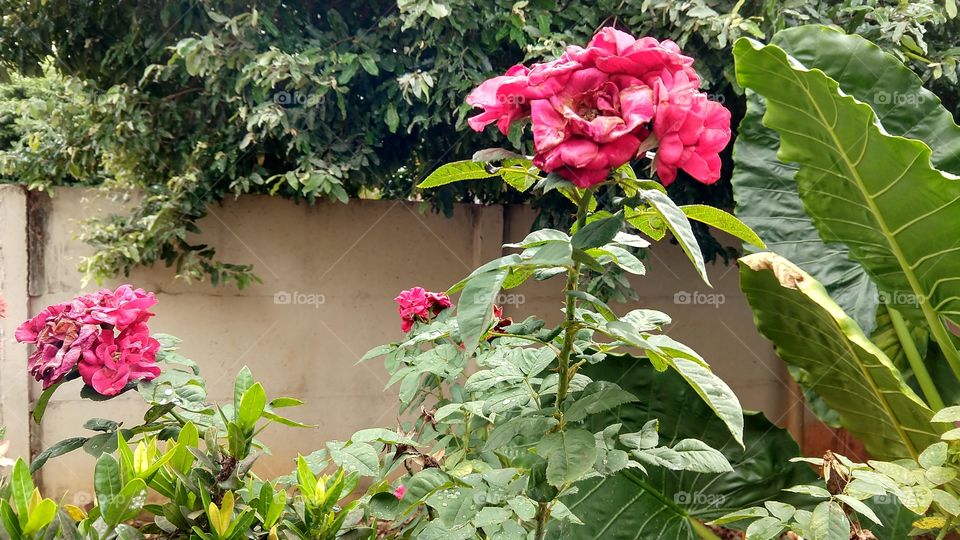 Cores nítidas das flores vermelhas da roseira.