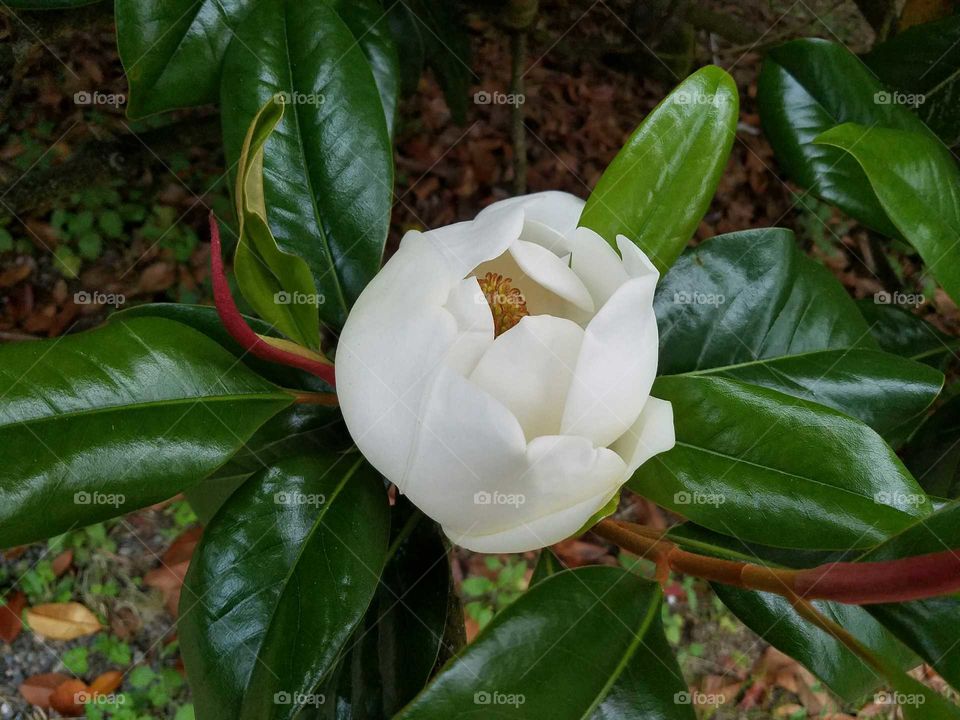 Southern Magnolia Bloom