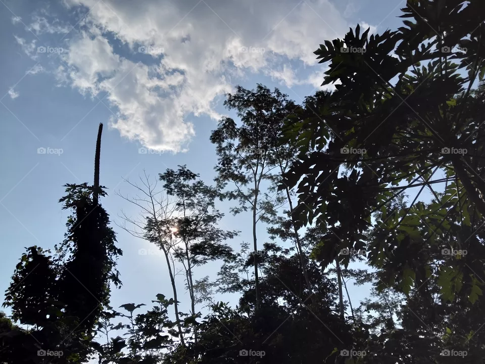 Forest