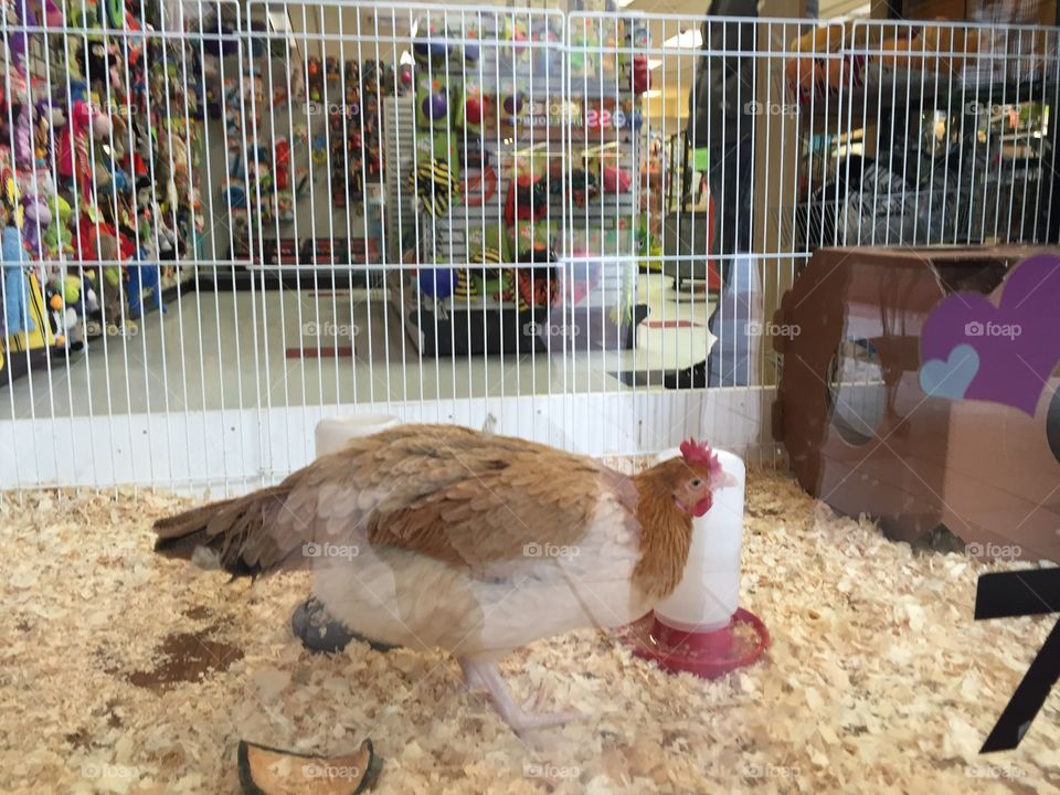 Chicken in the mall?! I rarely go to shopping malls. Perhaps there's a pet trend I've missed? This hen was in the window of a pet store. I was struck by how out of place a chicken in a suburban mall is. 
Henrietta, NY