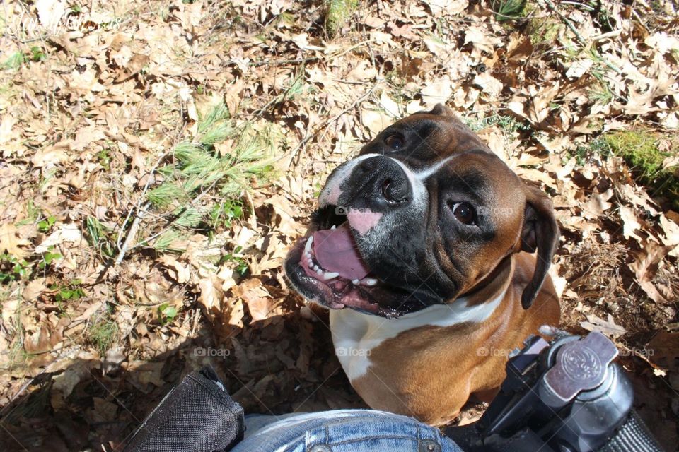 My best companion and protector; young boxer happy to be at owners side while hiking in Pike County Pennsylvania USA